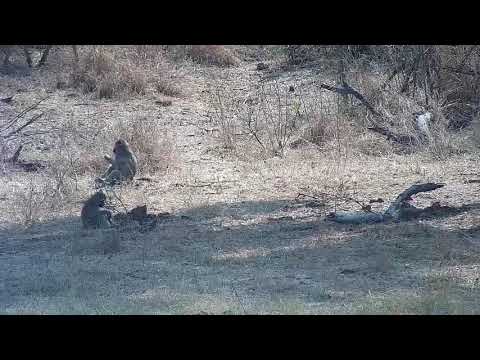 Djuma: Impalas, Baboons and Nyala male - 10:15 - 08/26/21