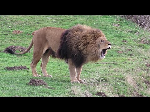 Lions Roaring Compilation (2)