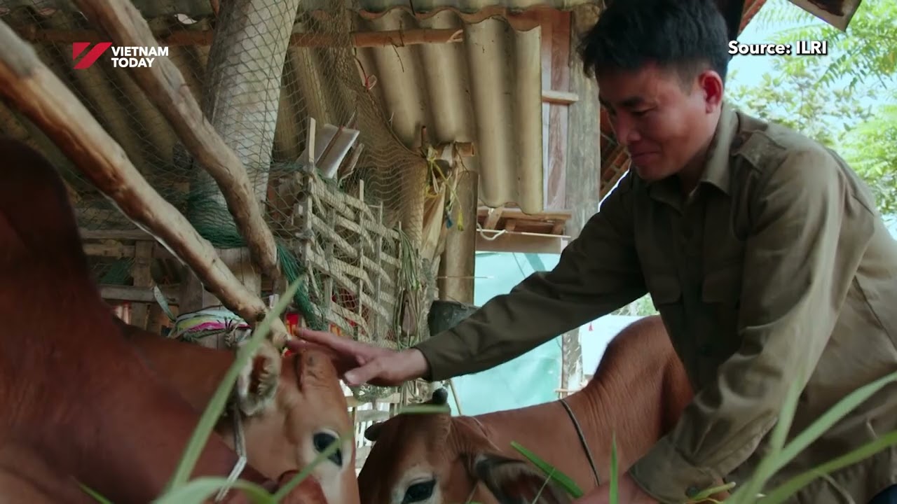 Shirley Tarawali highlights key priorities for sustainable livestock development in Vietnam
