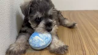 ミニチュアシュナウザーの動画01