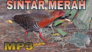 Download lagu Suara Burung Sintar Merah | Burung Sintar Api | Sound Bird mp3