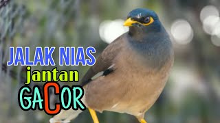 Download lagu JALAK NIAS JANTAN - MEMANGGIL BETINA mp3