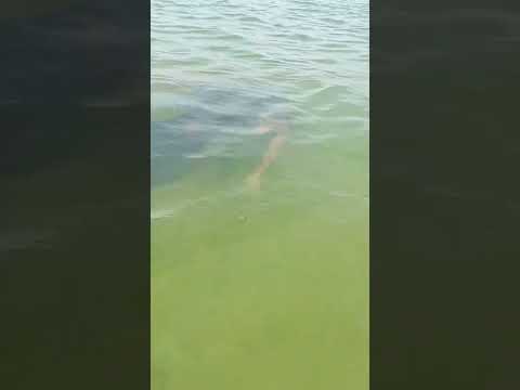 pensei que era um PEIXE BOI