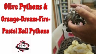 Reptile Ventures No. 30 - Olive Pythons and Orange Dream Fire-Pastel Ball Python Clutch