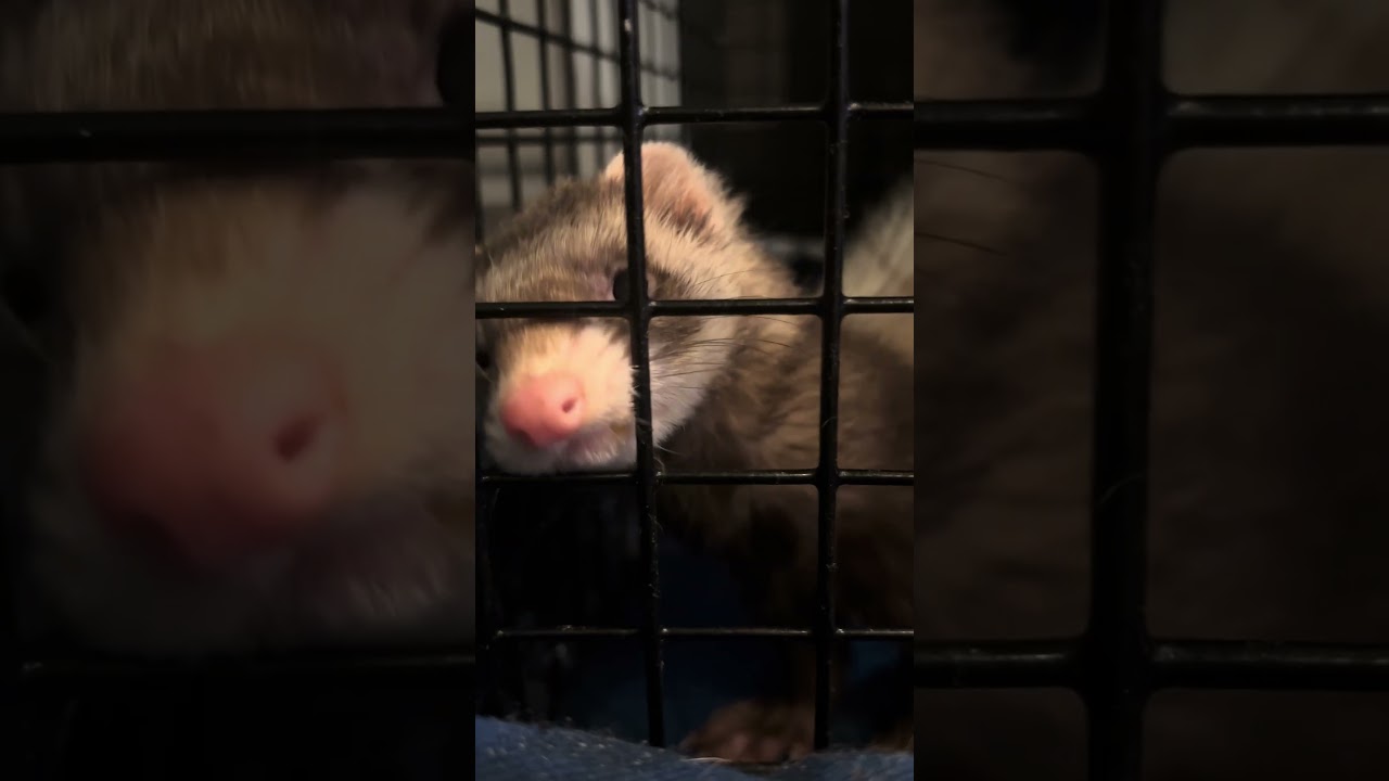 むぎちゃんって言うんだって可愛いよね🫶🏻