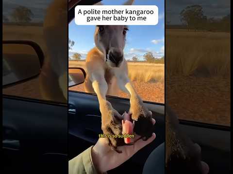 The kangaroo gave me her child.#kangaroo #animals #shorts #rescue #cute #love