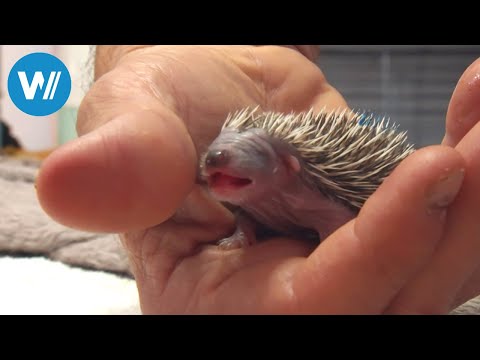 Die Igel-Retter aus dem Piemont (360° - GEO Reportage)