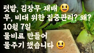 김장무, 무 비대 위한 집중관리? 왜? / 10월 7일, 물비료 만들어 물주기 했습니다