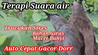Download lagu TERAPI TRUCUKAN STRES MALAS BUNYI dengan SUARA AIR Agar BURUNG TRUCUKan  cepat  GACOR ROPEL mp3