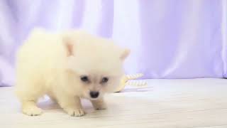 ポメラニアンの動画01