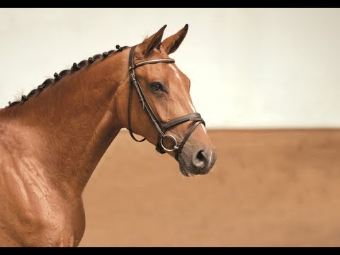 03 | Cavita v. Casall - Claudio