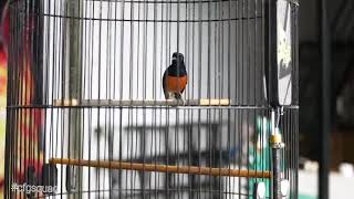 Download lagu Murai Batu ohara | materi full mp3