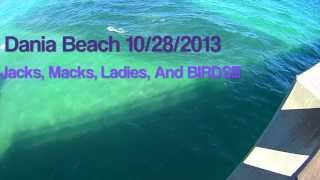 Dania Fishing for Jacks, Mackerel, ladies, and Birds!