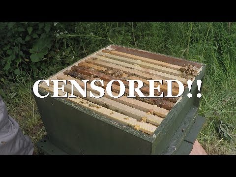 New UK Beekeeper Blog #5 - I Got Stung...!!!