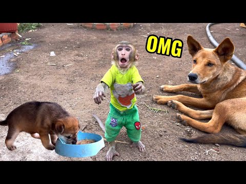 BiBi and the dogs gasped in surprise when puppy Will learned to eat after 25 days of birth