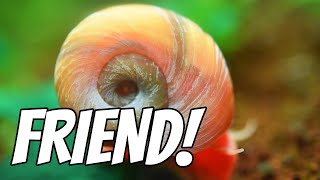 The Hidden Benefits of Adding Snails to Your Aquarium!