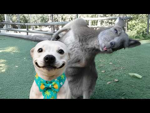 Animals Becoming Best Friends in the World 😍 Funny ANIMALS Video 2025