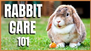 Rabbit Care 101