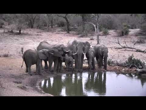 Djuma: Elephant breeding herd come for a drink - 17:57 - 10/04/18