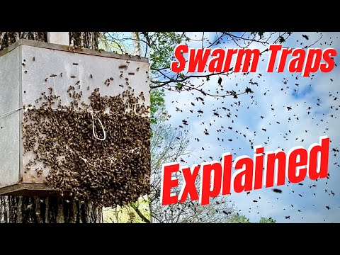 🐝 Bee a Better Swarm Trapper! 🐝 The How to’s and What to look for.