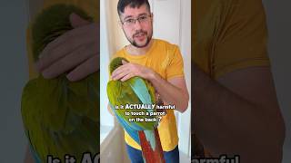 Is It Harmful to Touch a Parrot on the Back??
