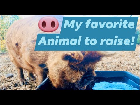 The best breed of pig to raise on a homestead. Kune...