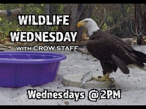 Wildlife Wednesday - Ep.11:  Feather Imping 101