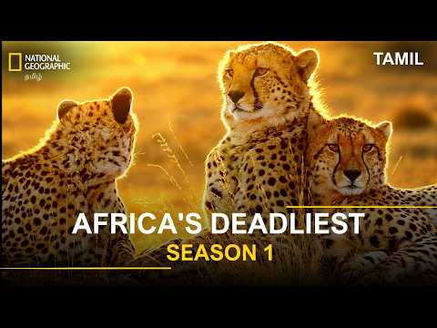 Africa's Deadliest