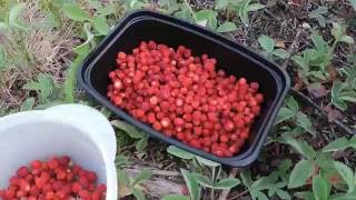 Wild Strawberry &amp; Pineapple Weed, Foraging Wild Edibles