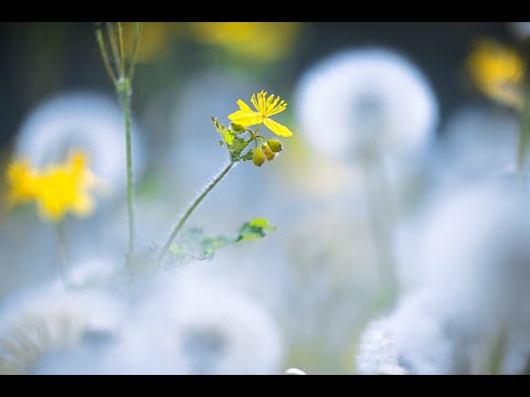 園芸 エフェリド植物