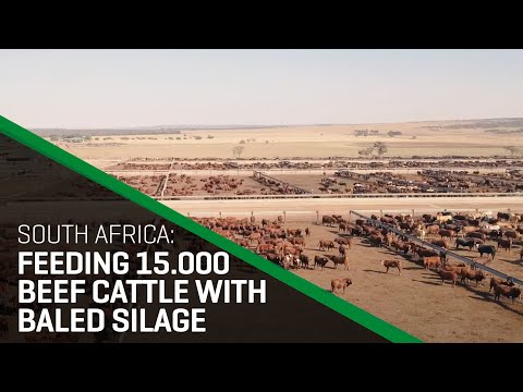 Insight in a South African feedlot | Increasing live weight gain with Orkel bales