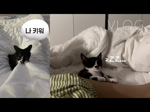 얼렁뚱땅 초보집사 브이로그