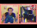 Jonathan And Taylor Dance To Chuck E Cha Cha By Chuck E Cheese Kidsdance