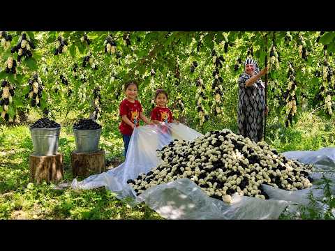 Living Far From Modern Life: Harvesting Giant Mulberries & Making Molasses