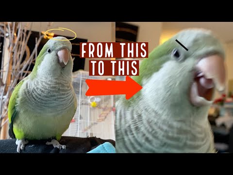Understanding Quaker Parrot Body Language