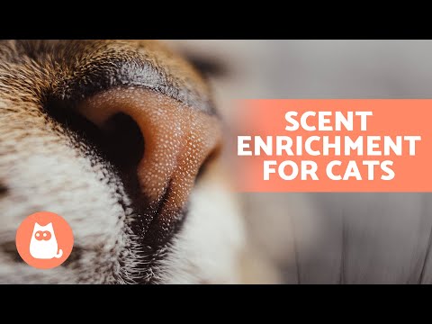 5 WAYS to STIMULATE Your CAT'S SENSE OF SMELL 🐱 (SCENT ENRICHMENT in Cats)