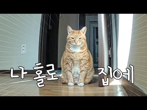 홀로 집에 남겨진 고양이가 보인 충격적인 모습