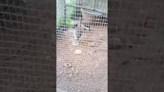 Download lagu Suara Pikat burung belibis kalimantan mp3