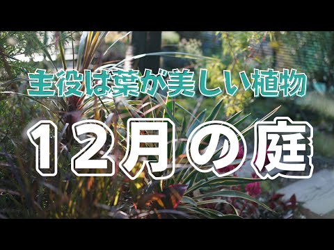 ガマズミ属の木を植える冬の花