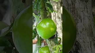 Buah Majapahit Bitter Fruit Obst #shorts