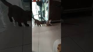 Download lagu cat smshsidi dbdodod d mp3