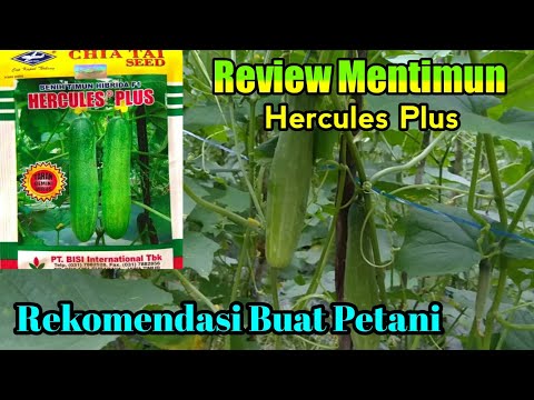 , title : 'Review mentimun varietas hercules plus'