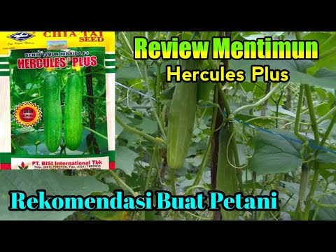 Review of the Hercules Plus cucumber variety