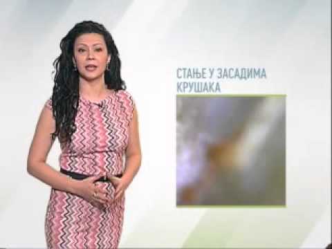 Zelena prognoza 9.4.2015. - Stanje u zasadima krušaka