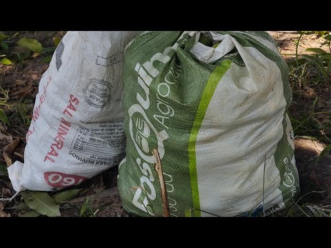 Making Mango Cevas for Paca.