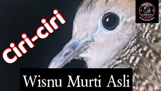Download lagu Ciri Perkutut Wisnu Murti Asli mp3 Download lagu Ciri Perkutut Wisnu Murti Asli mp3