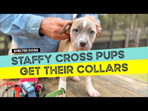 The Staffy X Puppy Litter get their Coloured Farm Collars
