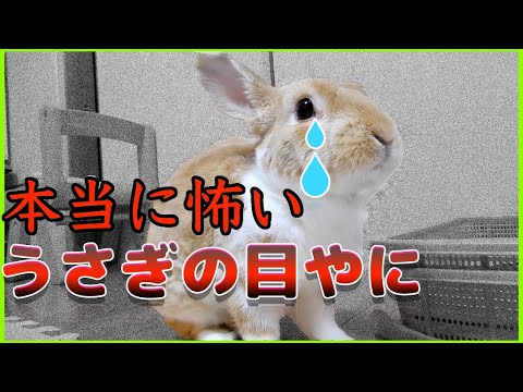 ウサギ目 - 定義、特徴、例