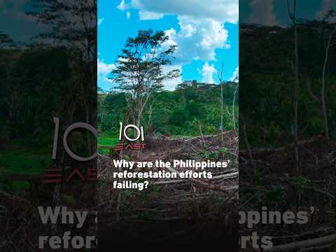 Why are the Philippines’ reforestation efforts failing? | 101 East #shorts