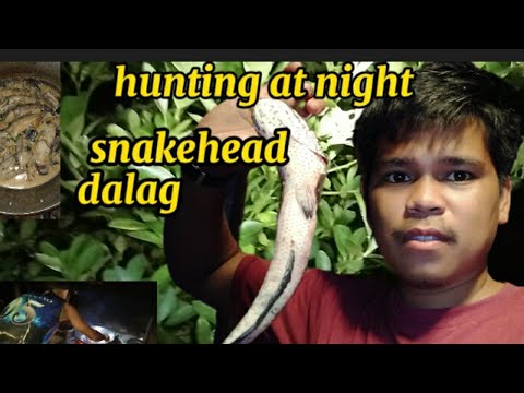 part#3 pangingilaw ng dalag ,catch and cook